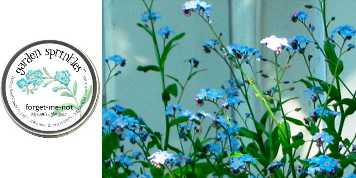 forget me not flowers and seeds