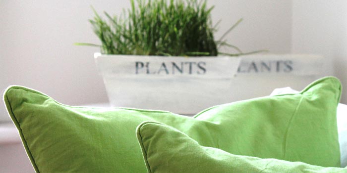 grass-in-plant-pot.jpg