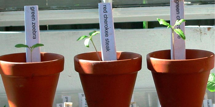 heirloom tomatoes in cold frame