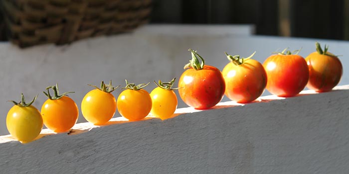 tigrellas tomatoes